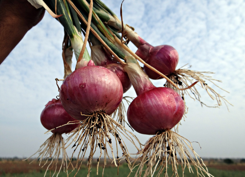 onions-teresia