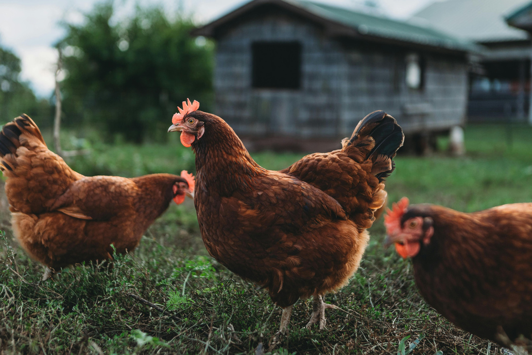 poultry-wambui